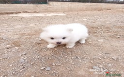 Pomerania perros en venta: MACHITO CHIQUITIN DE POMERANIA - Anuncio 5