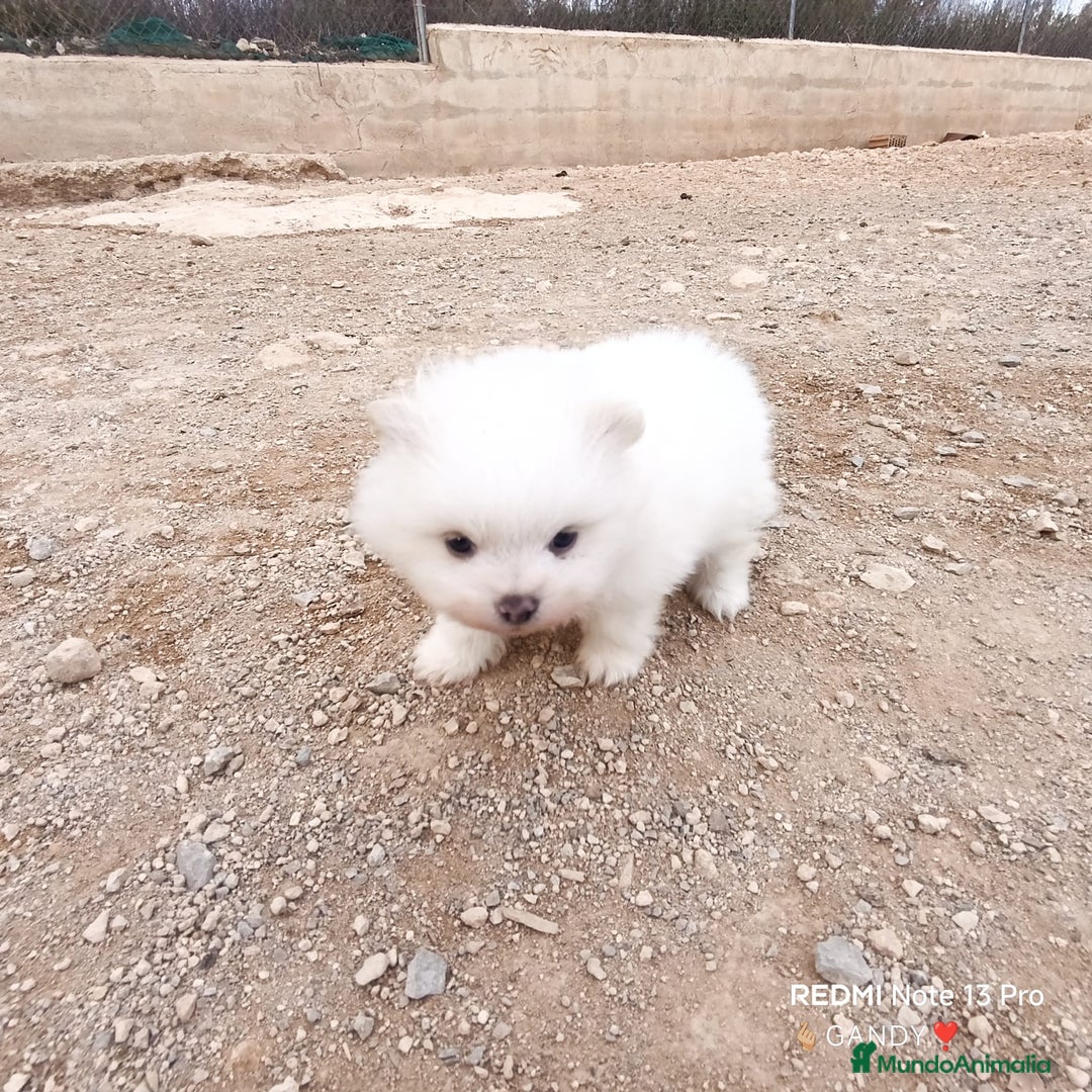 Pomerania perros en venta: MACHITO CHIQUITIN DE POMERANIA - Anuncio 5