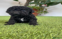 Perro de Agua Español perros en venta: PERRO DE AGUA ESPAÑOL HEMBRA - Imagen 14