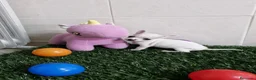 Chihuahua perros en venta: Chihuahuas - Anuncio 1