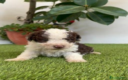 Perro de Agua Español perros en venta: PERRO DE AGUA ESPAÑOL MACHO - Imagen 6