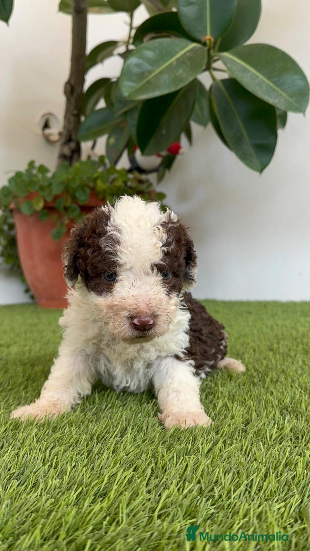 Perro de Agua Español perros en venta: PERRO DE AGUA ESPAÑOL MACHO - Imagen 6