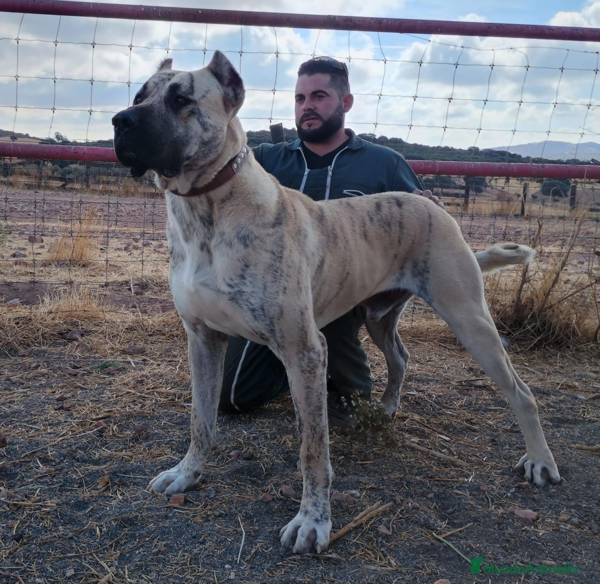 Raza Mixta perros en venta: BANDOG de los HIERROS  - Anuncio 1