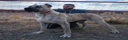 Raza Mixta perros en venta: BANDOG de los HIERROS  - Anuncio 1