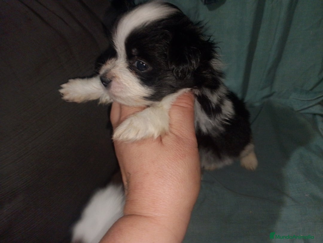 Bichón Maltés perros en venta: Maltipom machos  - Imagen 5