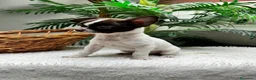 Chihuahua perros en venta: CHIHUAHUA CHOCOLATE Y BLANCO - Anuncio 7