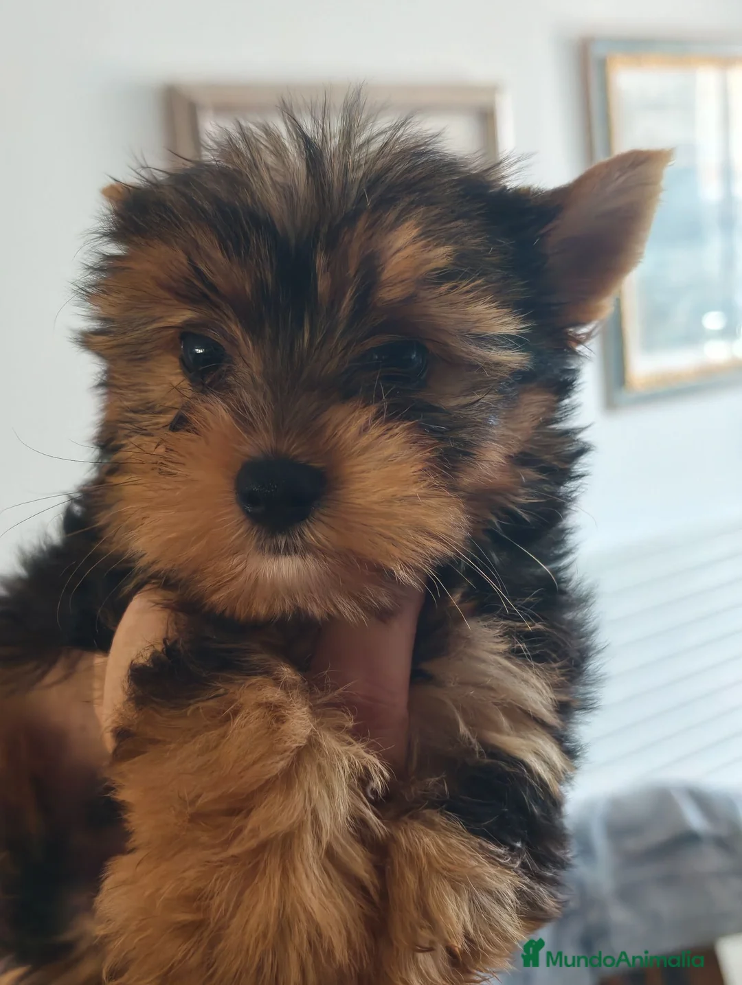 Yorkshire Terrier perros en venta: Yorkshire terrier machos  - Anuncio 3