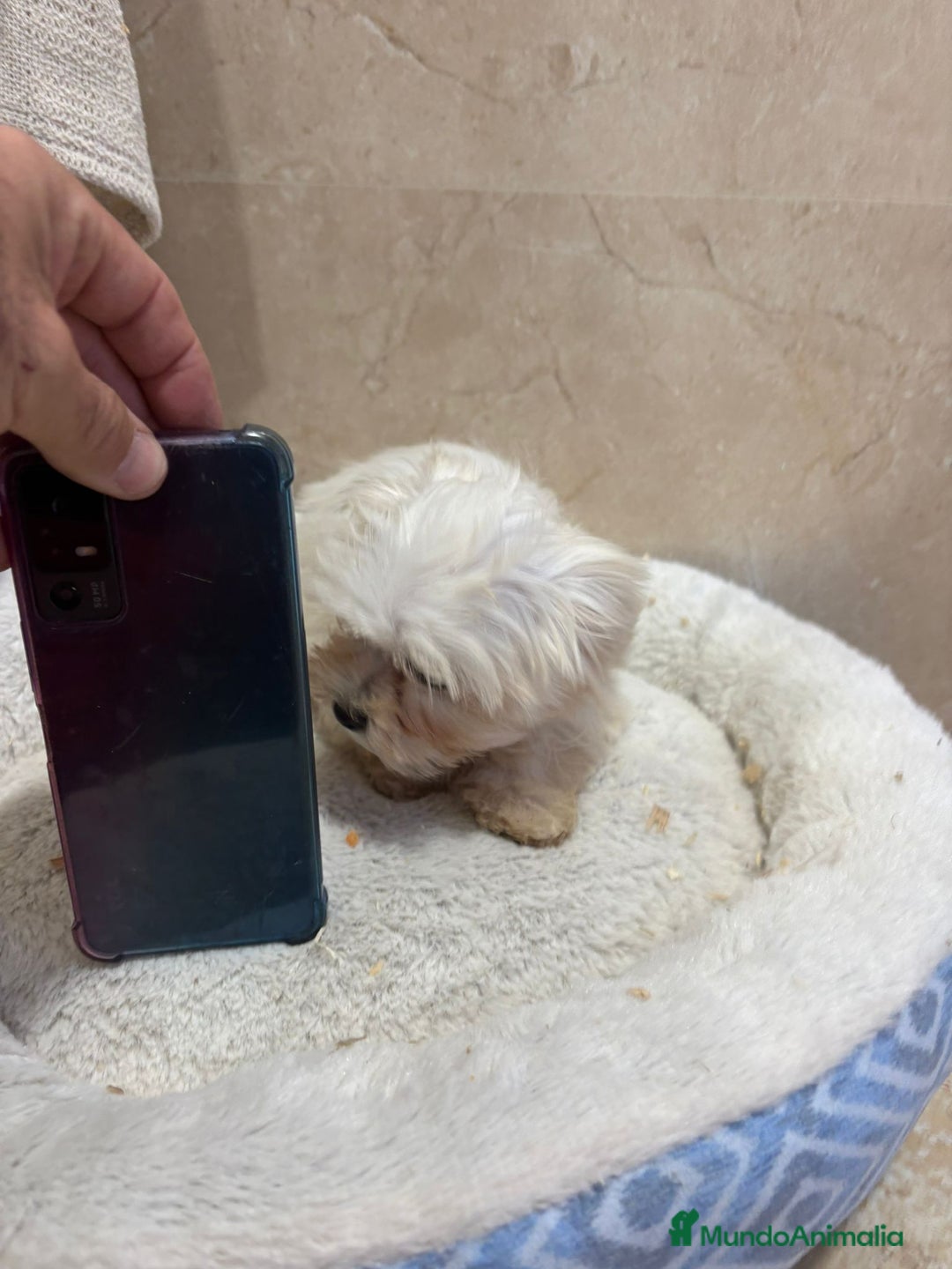 Bichón Maltés perros en venta: Bichon maltés toy  - Anuncio 3