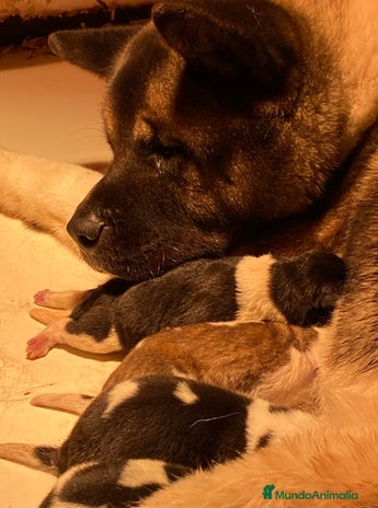 Akita Americano perros Akita americano en Pontevedra - Anuncio 2