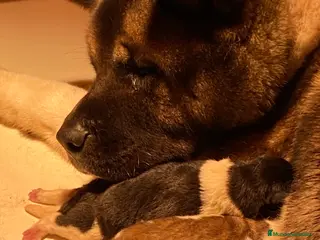 Akita Americano perros Akita americano en Pontevedra - Anuncio 21