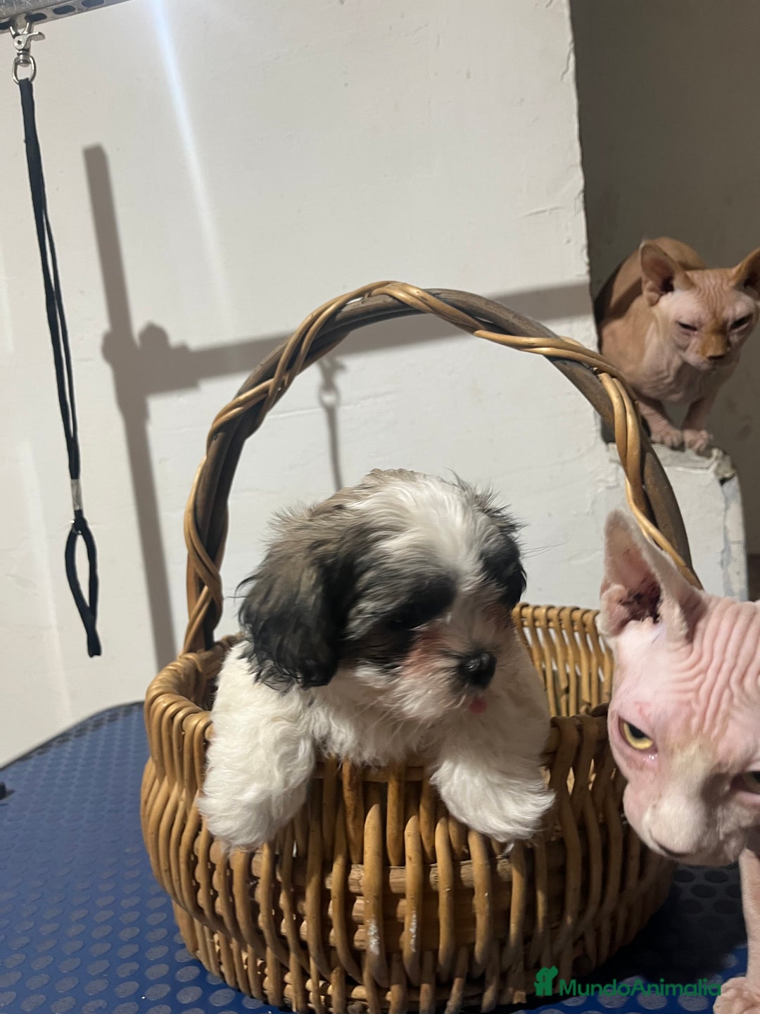 Shih Tzu perros en venta: Shih tzu  - Anuncio 3