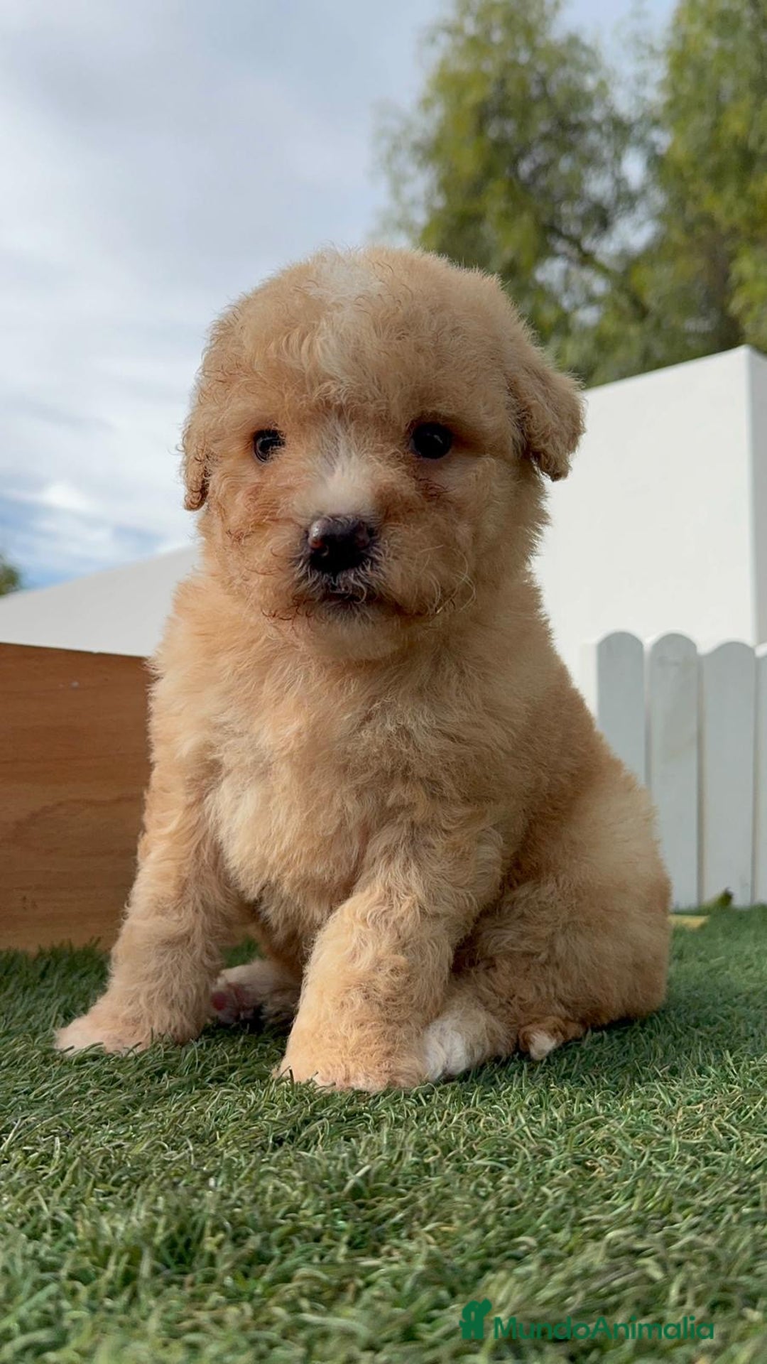 Perro de Agua Español perros en venta: PERRO DE AGUA ESPAÑOL - Anuncio 15