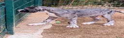 Dogo Alemán perros en venta: Precioso dogo alemán (gran danés) - Anuncio 10