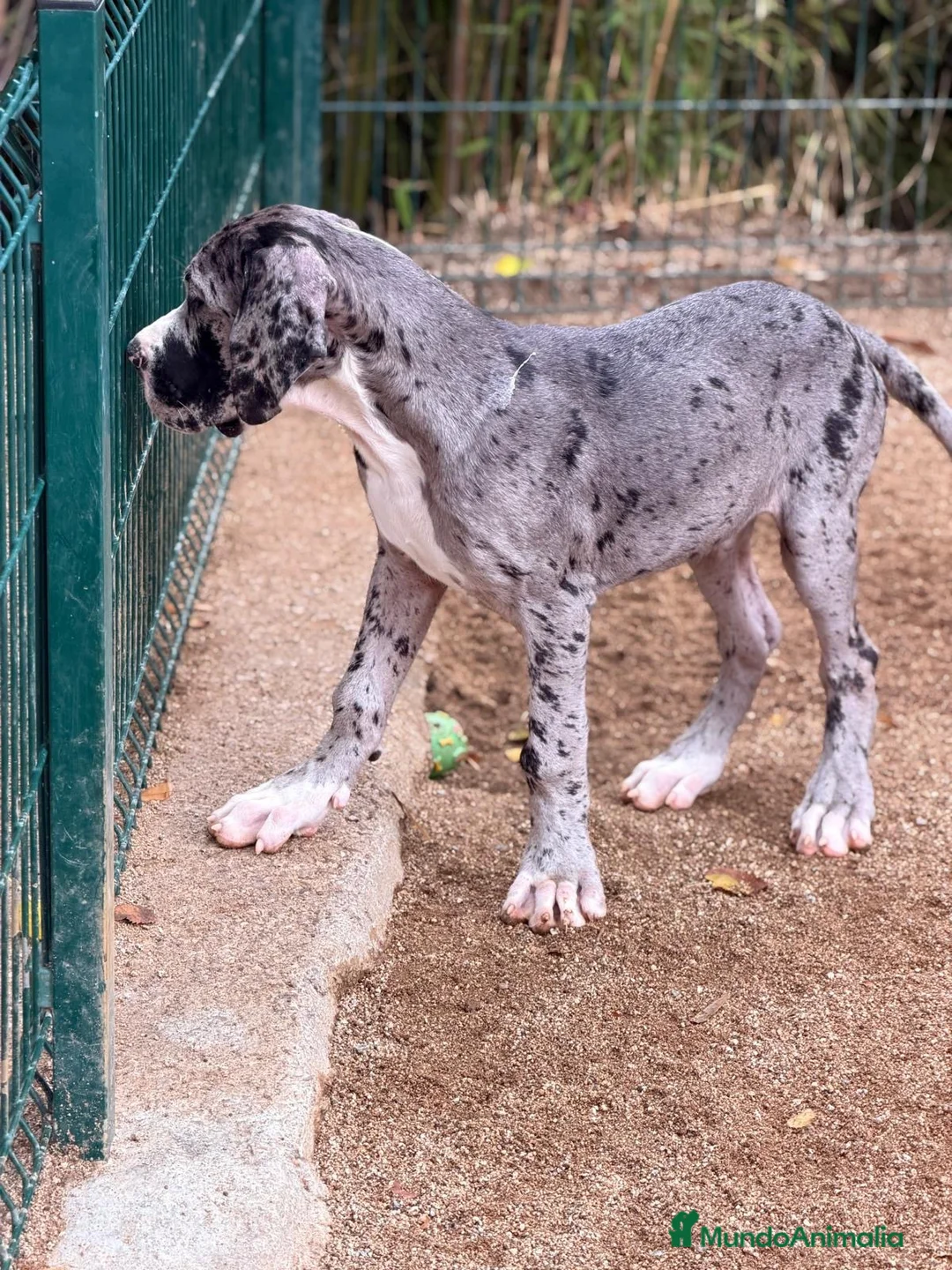Dogo Alemán perros en venta: Precioso dogo alemán (gran danés) - Anuncio 10