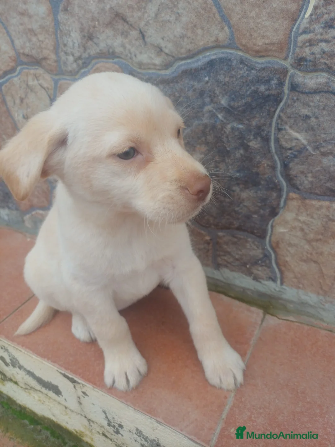 Labrador Retriever perros en venta: Macho de labrador retriever  - Anuncio 4