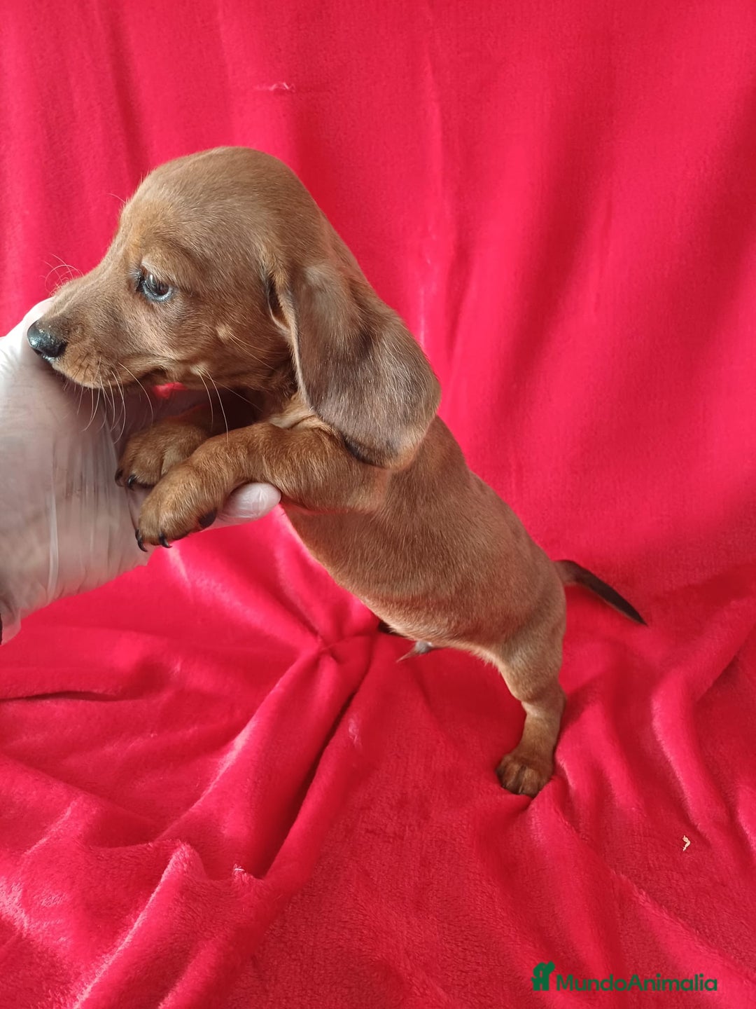 Teckel perros en venta: Teckel Standar  - Anuncio 2