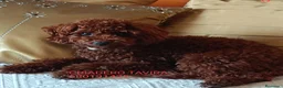 Caniche Toy perros en venta: Cachorros Caniche poodle Toy Rojo - Anuncio 9