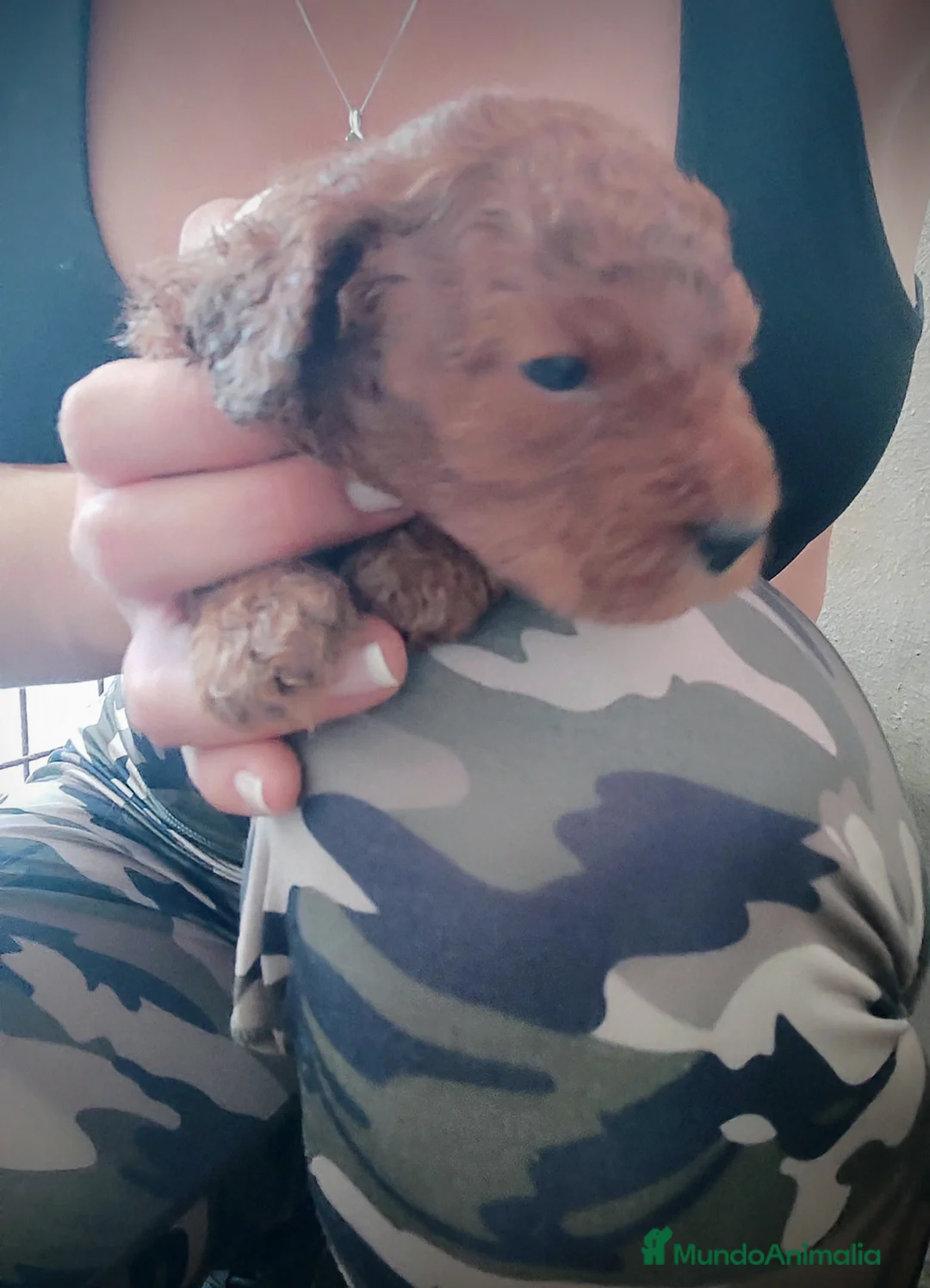 Caniche Toy perros en venta: Caniche Toy  - Anuncio 9