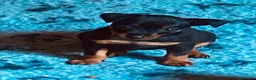Pinscher Miniatura perros en venta: Pinscher miniatura - Anuncio 1