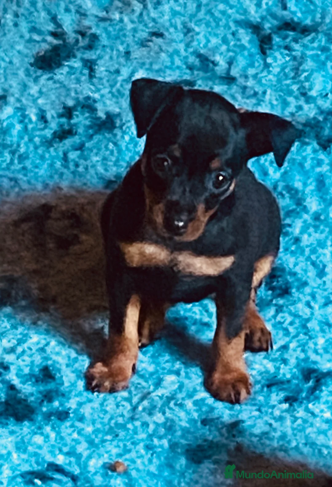 Pinscher Miniatura perros en venta: Pinscher miniatura - Anuncio 1