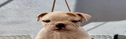 Bulldog Inglés perros en venta: Hembras de bulldog francés  - Anuncio 13