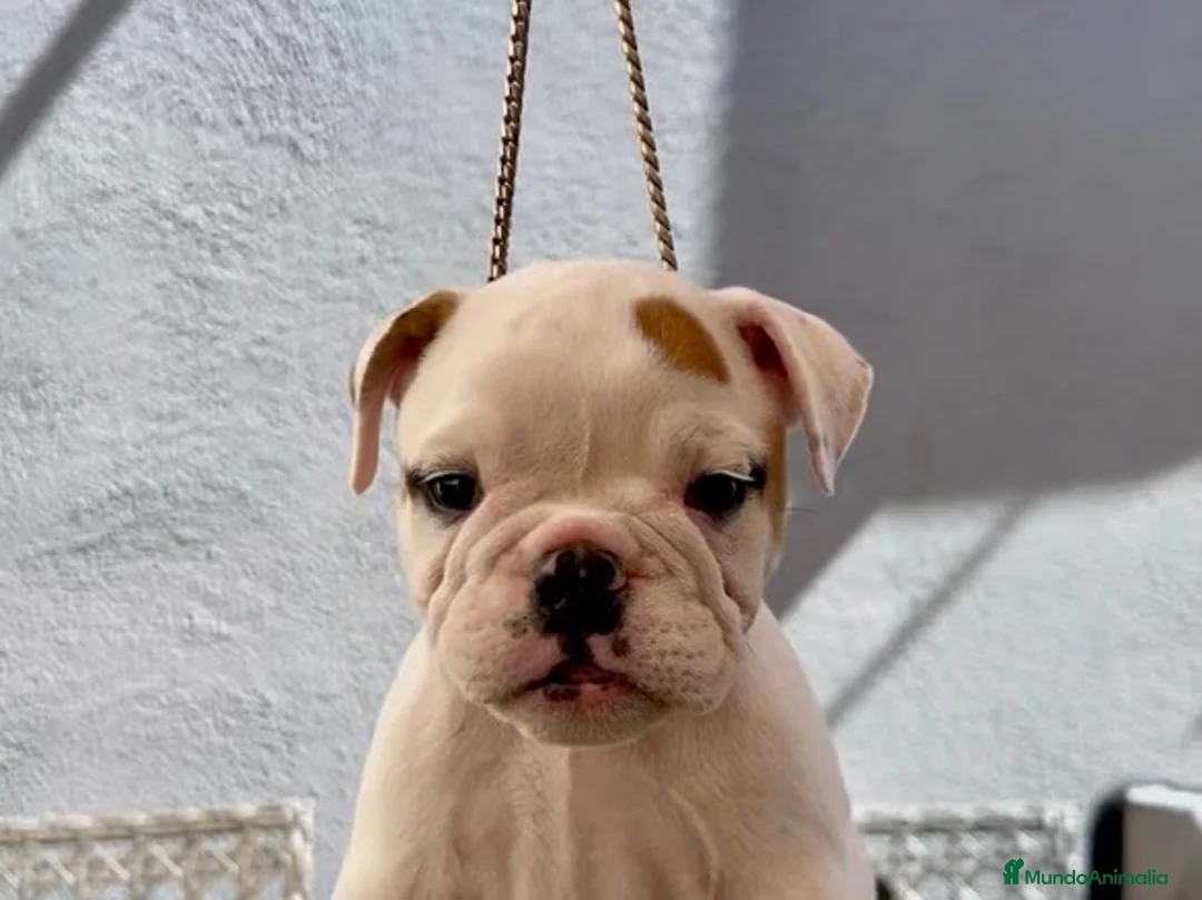 Bulldog Inglés perros en venta: Hembras de bulldog francés  - Anuncio 13
