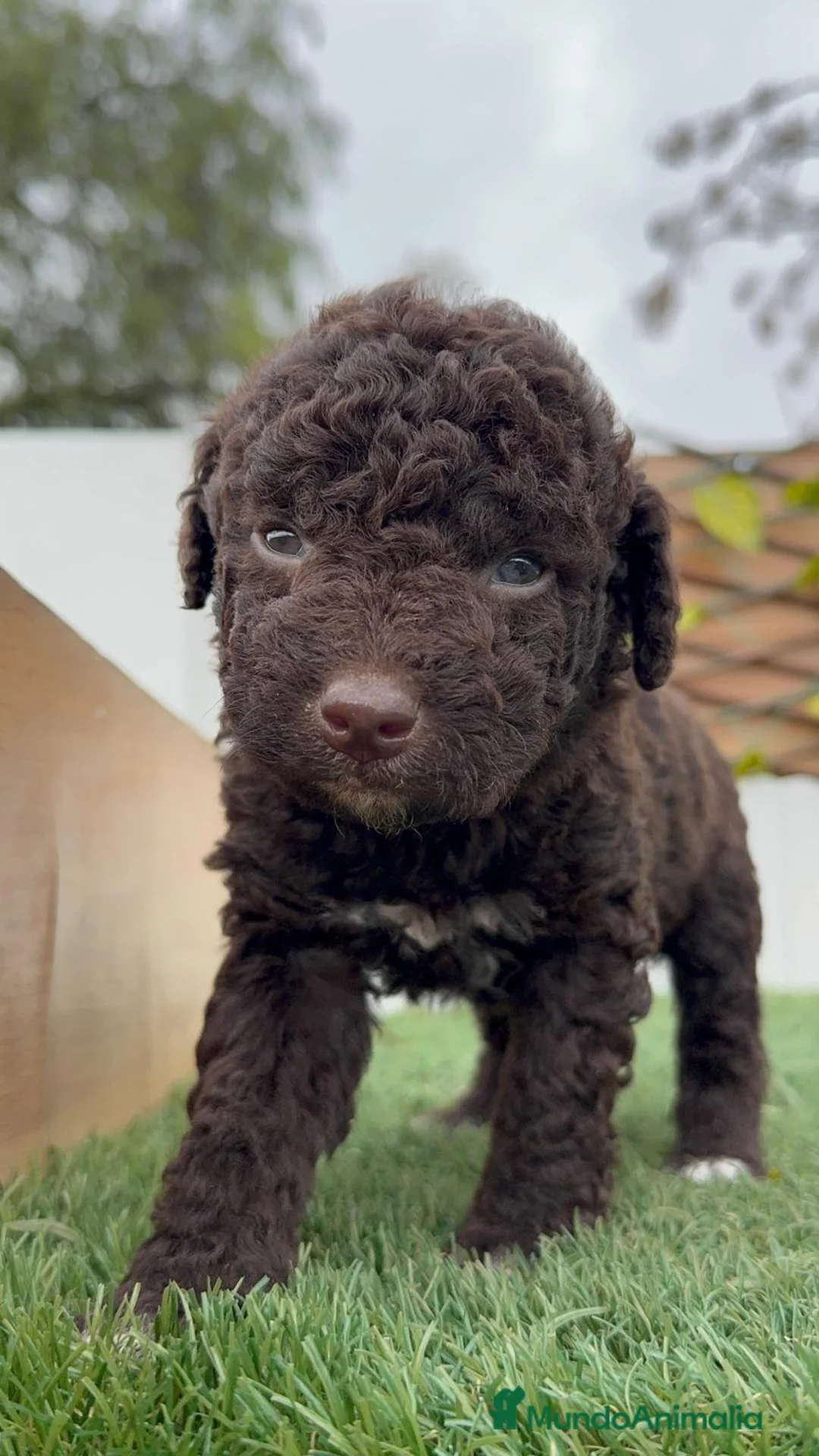 Perro de Agua Español perros en venta: PERRO DE AGUA HEMBRA - Anuncio 4