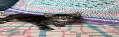 Macho black blotched tabby