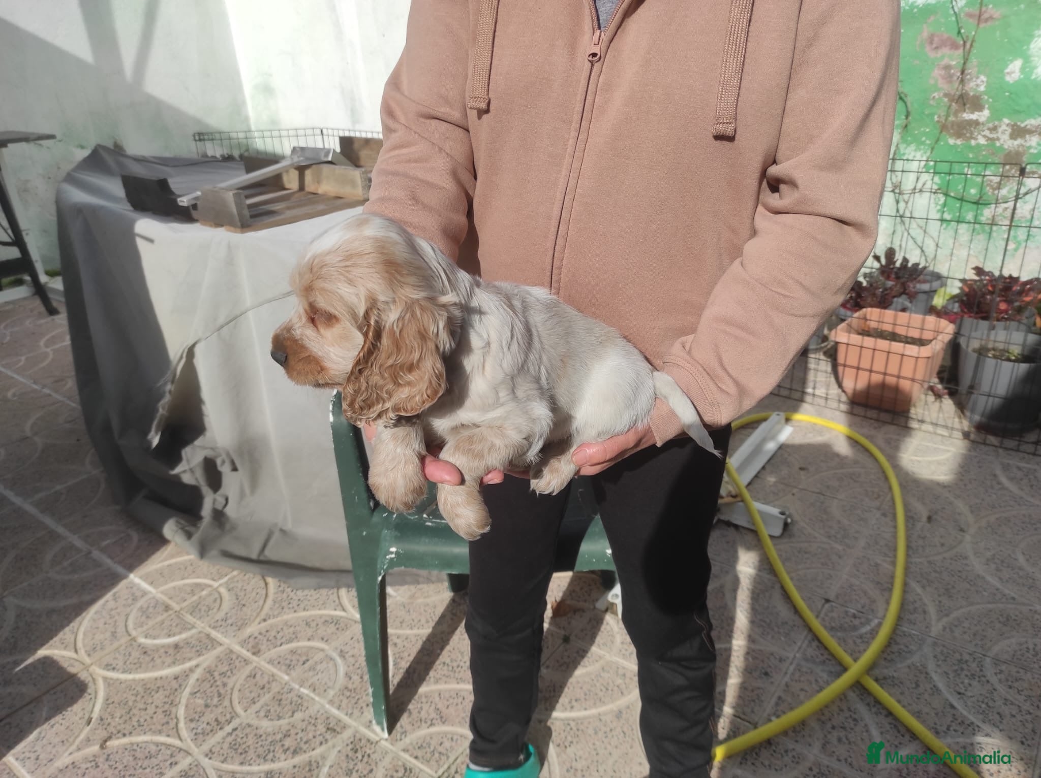 Cocker Spaniel Inglés perros Cachorros de spaniel cocker  - Anuncio 1