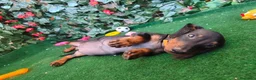 Teckel Miniatura perros en venta: Teckel mini  - Anuncio 4