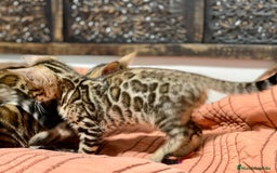 Bengalí gatos en venta: Gatita Bengalí - 3 Meses - Anuncio 9