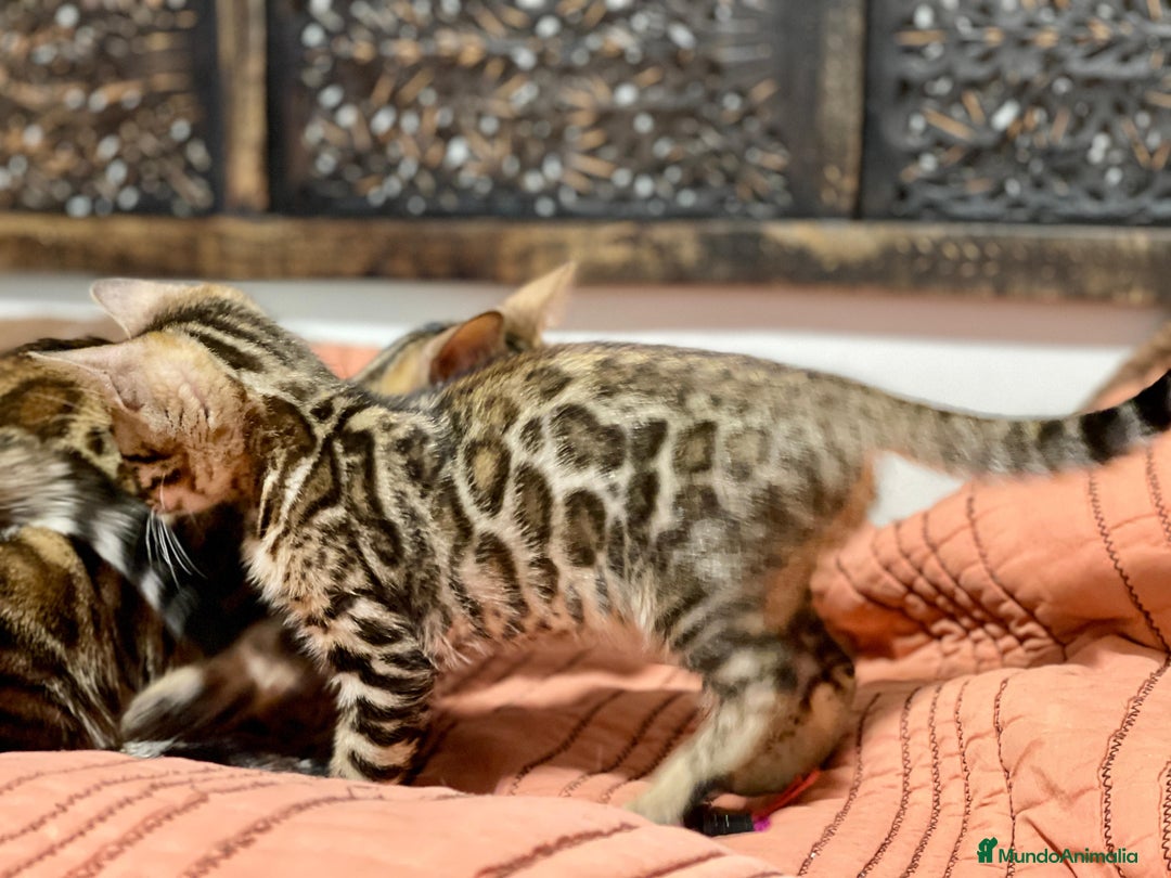 Bengalí gatos en venta: Gatita Bengalí - 3 Meses - Anuncio 9