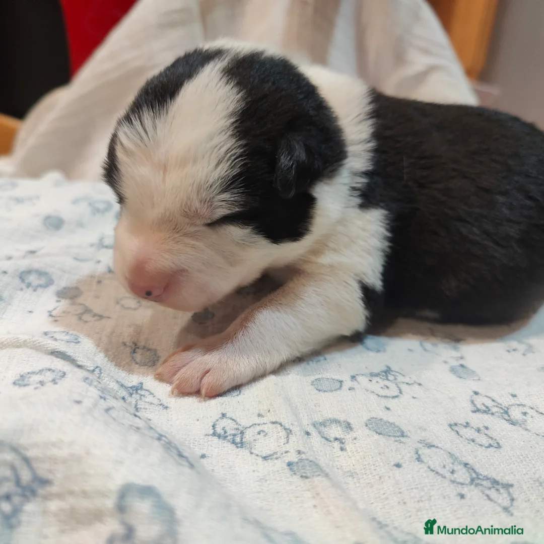 Border Collie perros en venta: Border collie blanco/negro disponibles - Anuncio 16