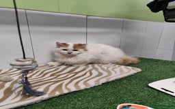 Raza Mixta gatos en venta: Persa con Angora - Imagen 3