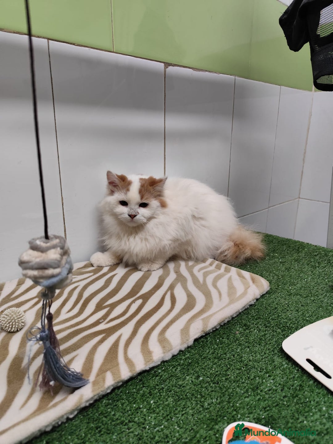 Raza Mixta gatos en venta: Persa con Angora - Imagen 3