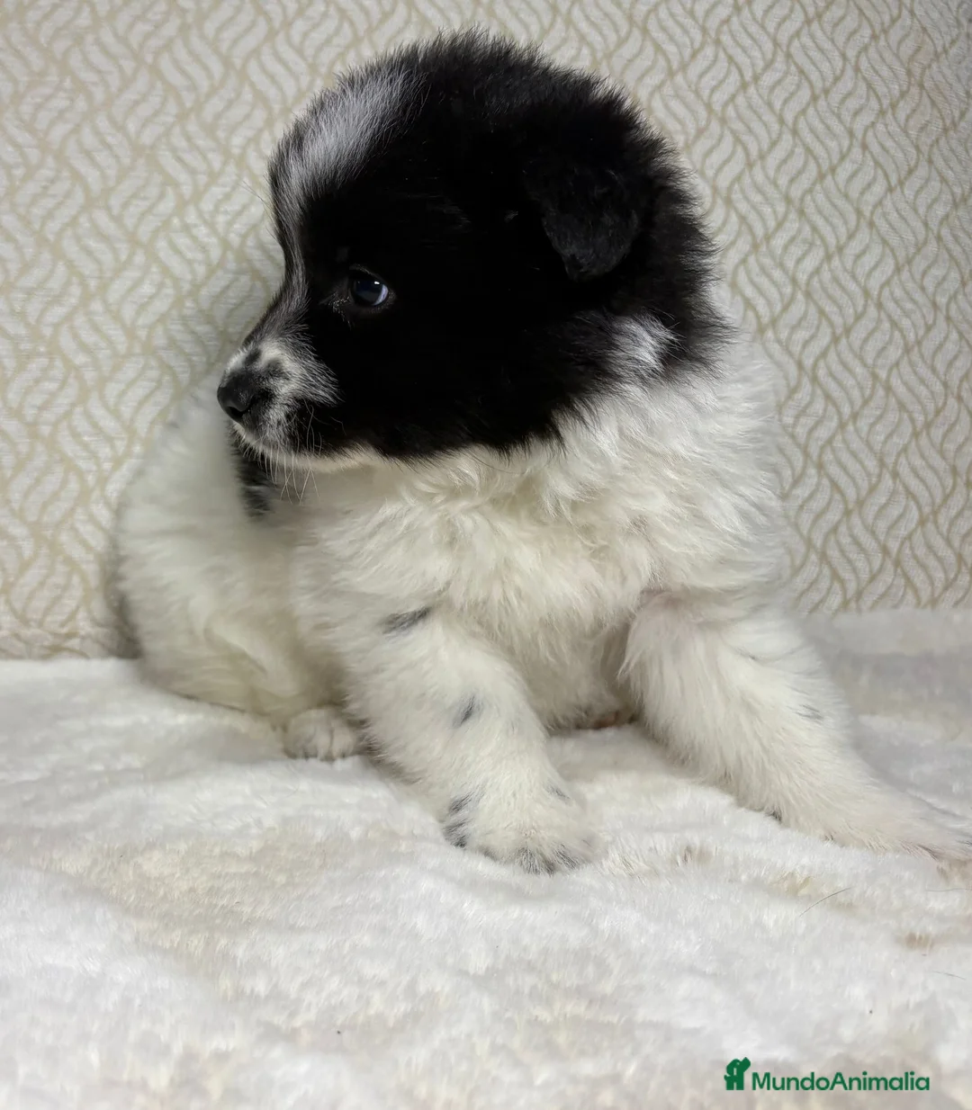 Border Collie perros en venta: Border collie macho precioso  - Anuncio 13