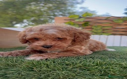 Caniche Toy perros en venta: CANICHE TOY MACHO - Imagen 4