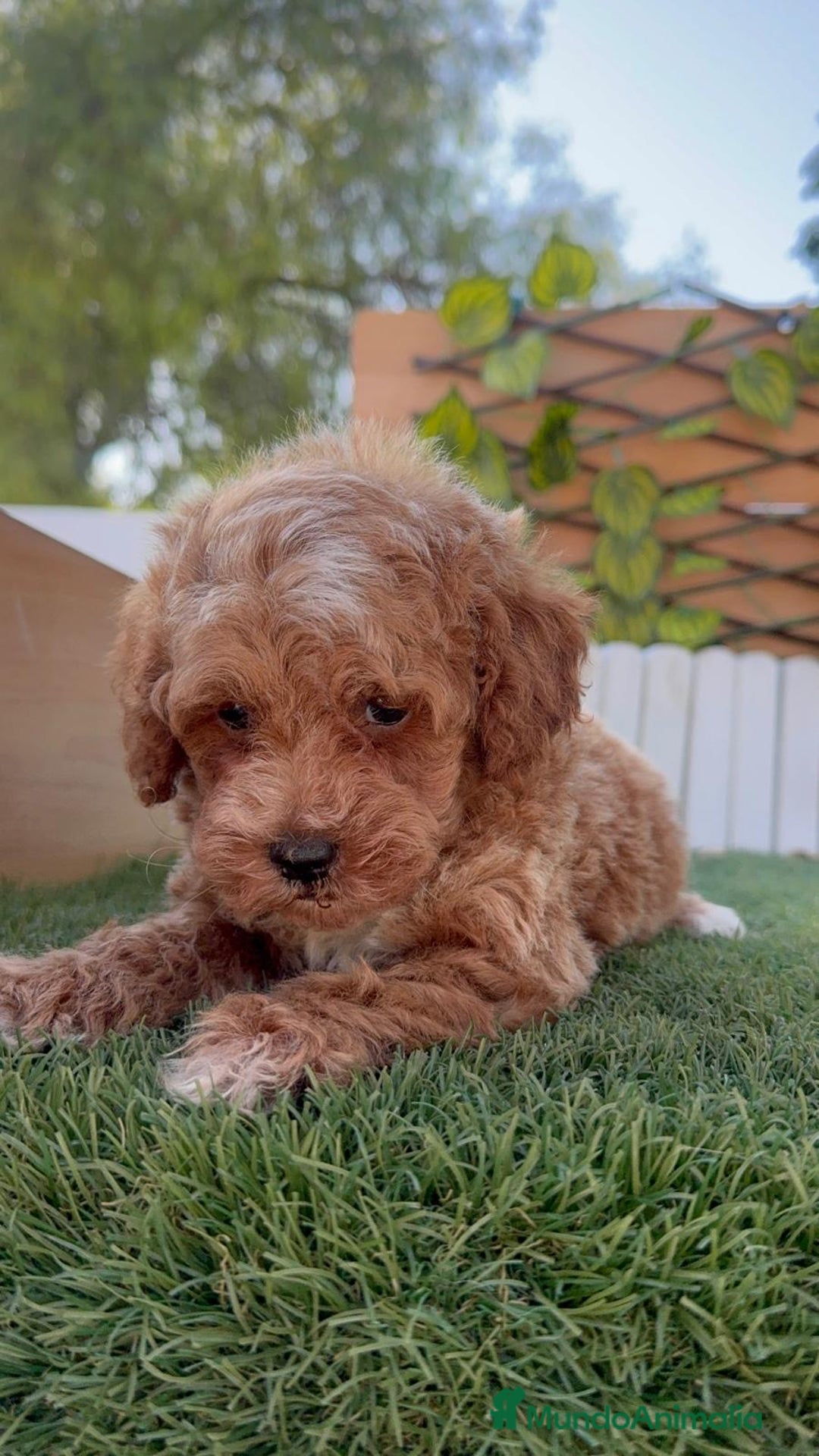 Caniche Toy perros en venta: CANICHE TOY MACHO - Imagen 4