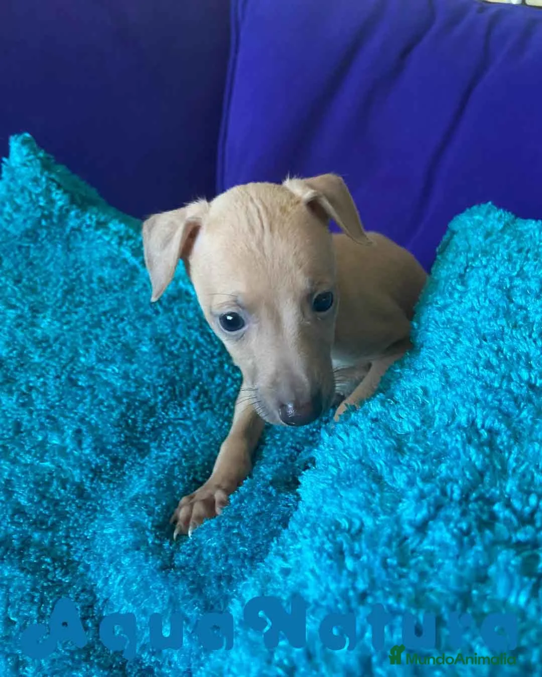 Pequeño Lebrel Italiano perros en venta: Lebrel Italiano Macho 2003 AQUANATURA - Anuncio 6