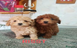 Caniche Toy perros en venta: CANICHES TOYS CALIDAD Y SELECCIÓN  - Imagen 1