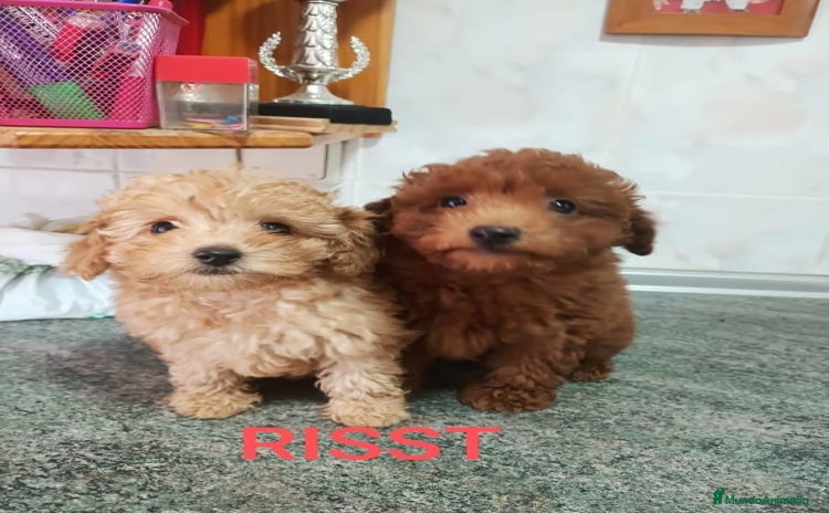 Caniche Toy perros - Anuncio 7