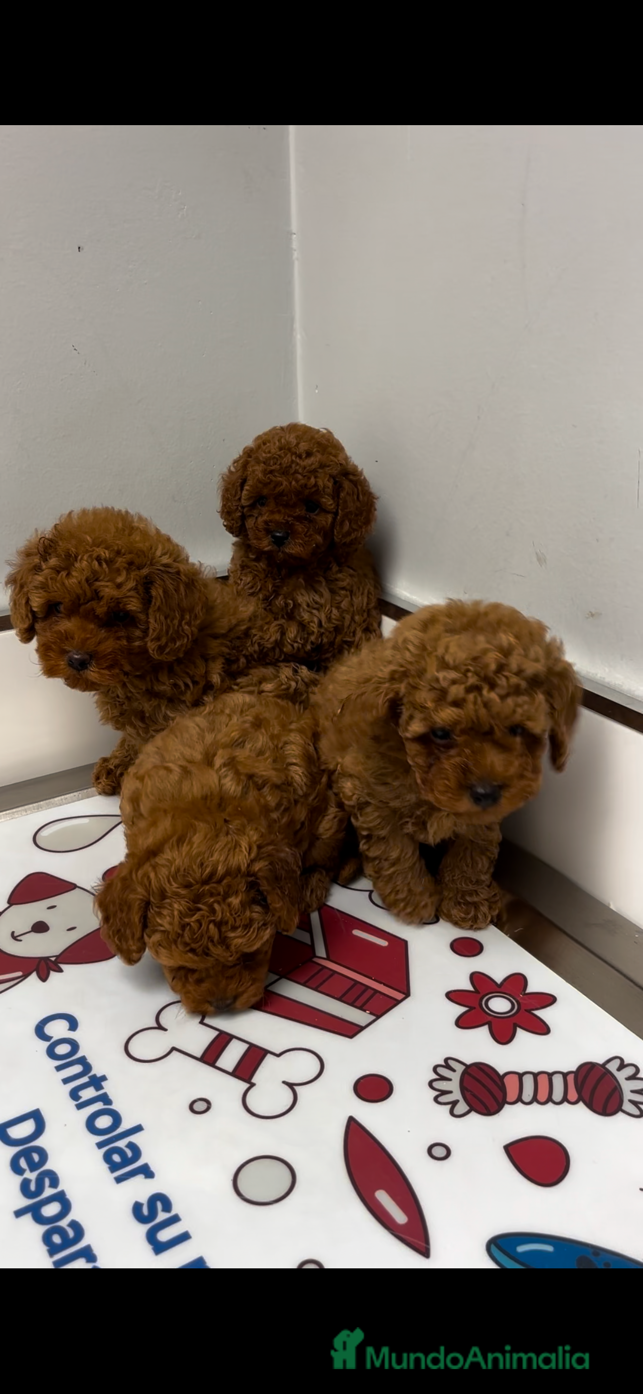 Caniche Toy perros caniche asiáticos  - Anuncio 2