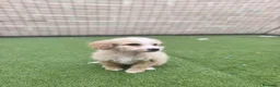 Perro de Agua Español perros en venta: Cachorros perros de agua - Anuncio 6