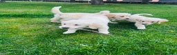 Golden Retriever perros en venta: CAMADA GOLDEN RETRIEVER en Salamanca - Anuncio 3