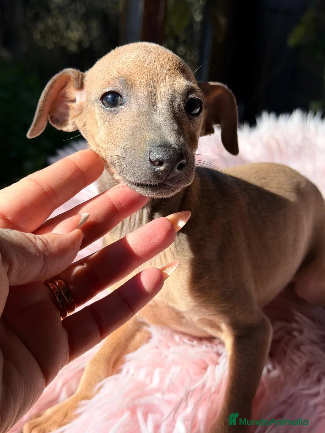 Pequeño Lebrel Italiano perros en venta: PICCOLO ITALIANO ISABELLA / BLUE - Anuncio 3