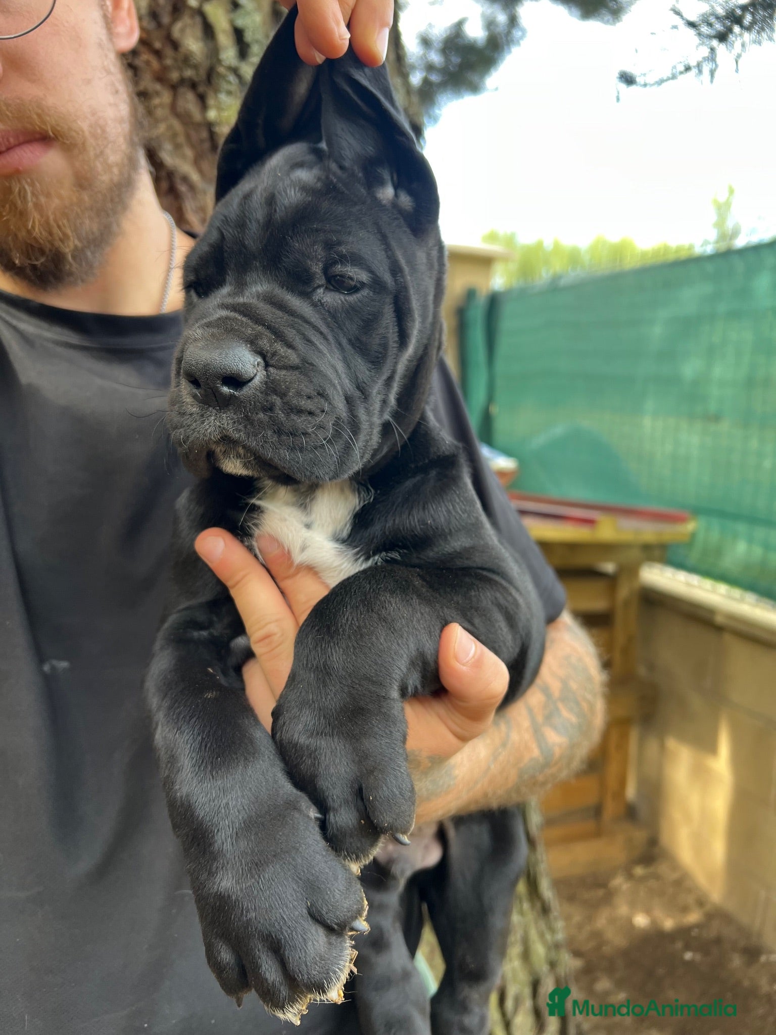 Dogo Alemán perros Cachorros de dogo alemán/ gran danés  - Anuncio 1