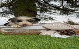 Teckel Miniatura perros en venta: CACHORROS BORDER COLLIE MERLE  - Imagen 4