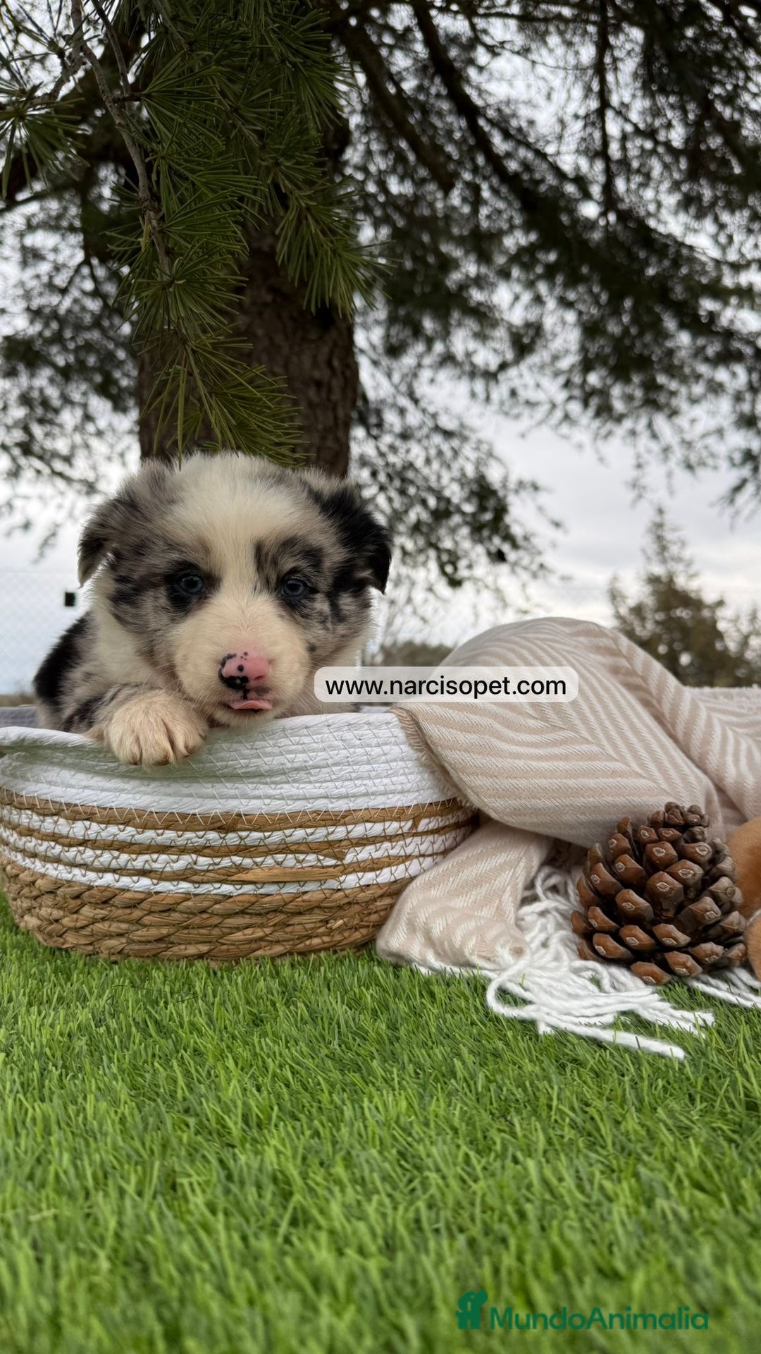 Teckel Miniatura perros en venta: CACHORROS BORDER COLLIE MERLE  - Imagen 4