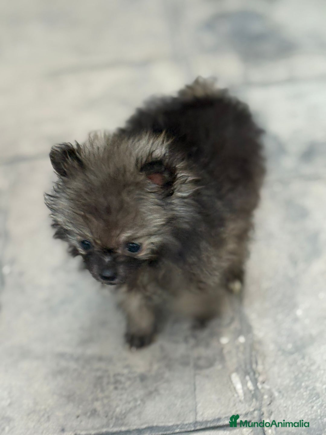 Pomerania perros en venta: Poo pomerania MICRO TOY  - Imagen 9