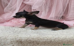 Chihuahua perros en venta: Chihuahua Macho  - Imagen 2